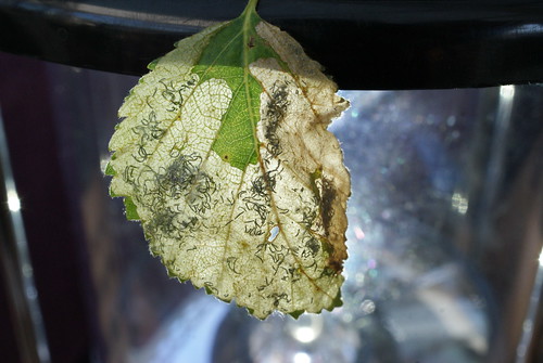 Eriocrania cicatricella mine - 3 larvae were present