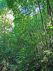 Manta jungle preserve