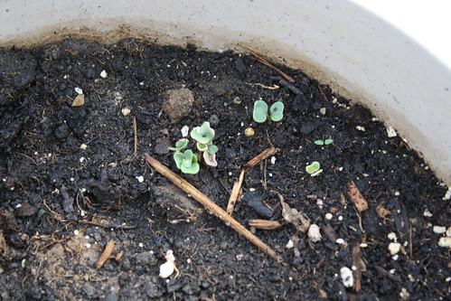 Kale seedlings!