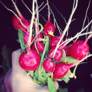 First fruits from my garden. I like planting radishes- they come up fast and make you feel like a real gardener:)