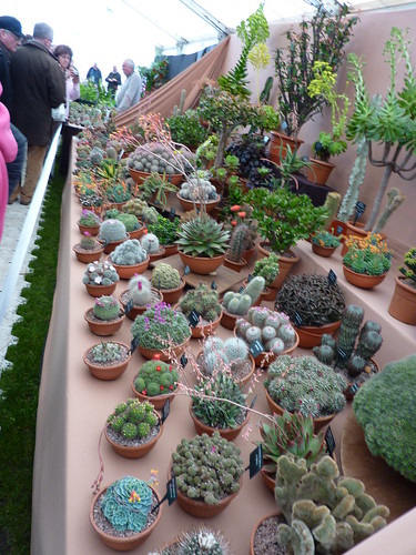 Cactus Seller Display at Malvern Garden Show by srboisvert