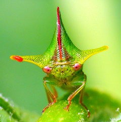 Treehoppers of Ecuador