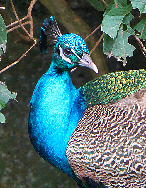 peacock close up