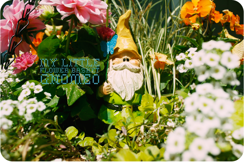 {gnomeo} in my flower basket