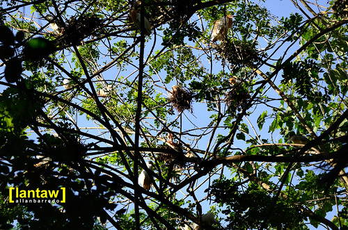 Nest-laden branches