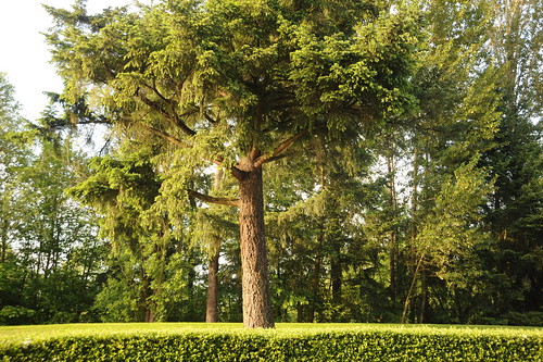 Tree on the Nike campus, Beaverton, Oregon, USA by Wonderlane