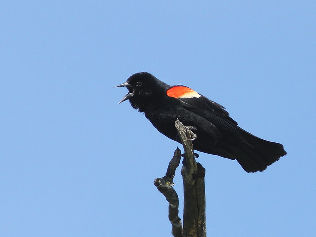 Red-winged Blackbird 20120524