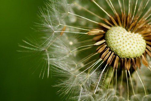 Taraxacum officinale (dandelion) seedhead; photo courtesy of Flickr CC/Paul Hudson