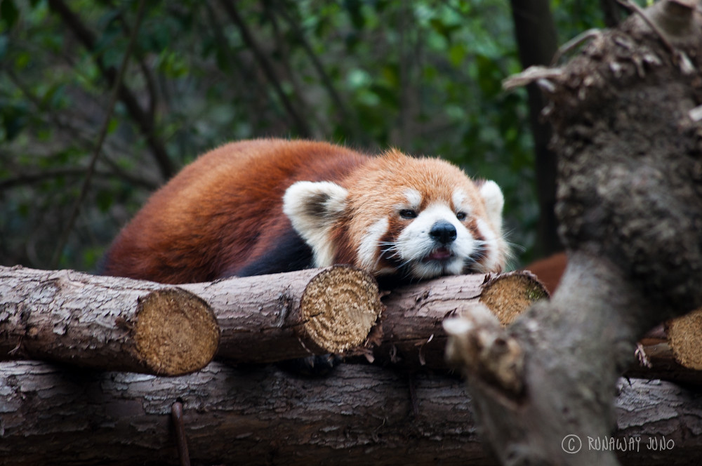 Red_Panda_Sleeping_Chengdu_Sichuan_China