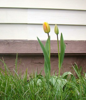 Nearly Tulip