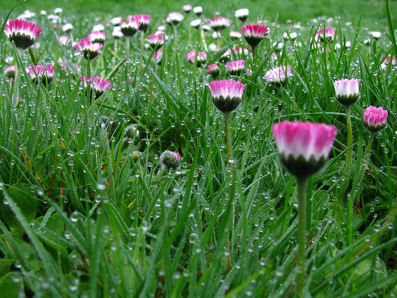Little pink daisies