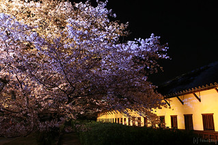 Sakura Festival 2012
