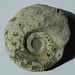 005 / Ammonite d'Iguerande ( Saône-et-Loire) France