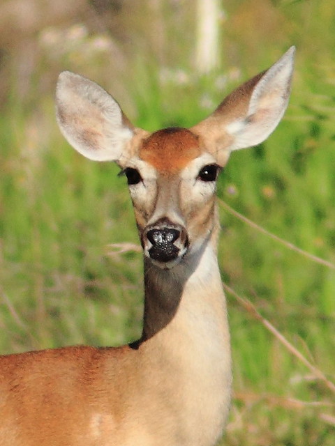 White-tailed Deer portrait 20120415