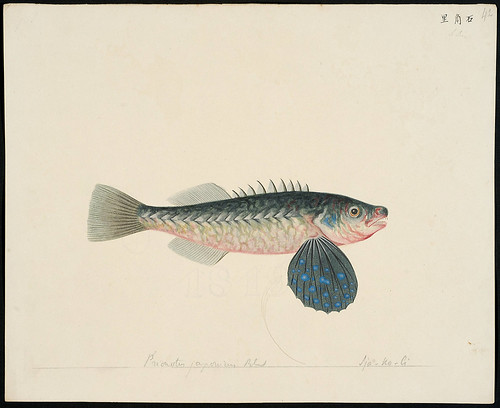 Lepidotrigla japonica (Bleeker, 1854)