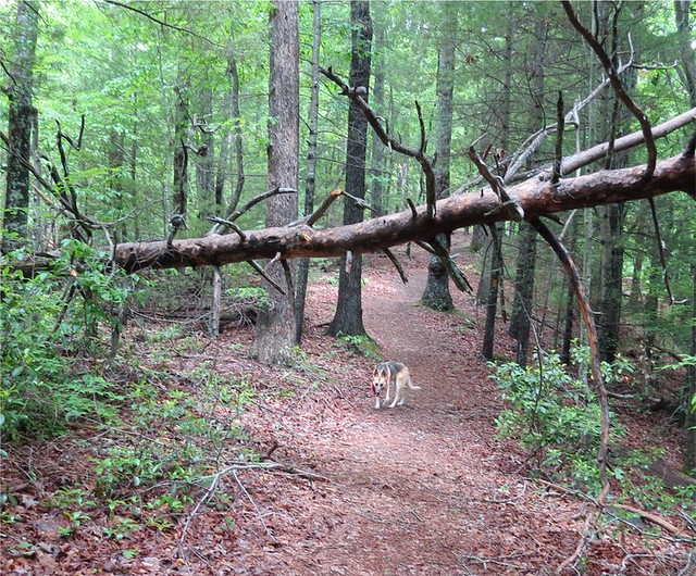 Another tree down at Fairy Stone State Park on a trail