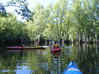 Sparkleberry Swamp Jun 2, 2012 10-08 AM
