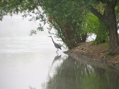 heron on the lake