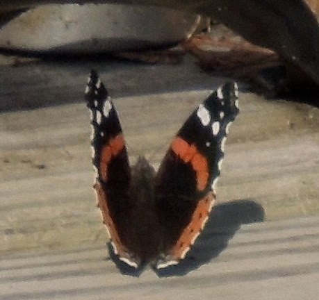 Red Admiral Butterfly | Flickr - Photo Sharing!