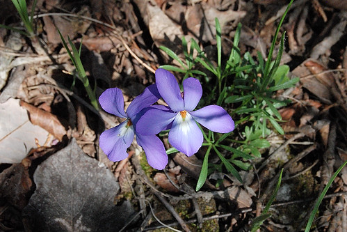 Spring wildflower Viola pedata, Bird's Foot Violet in Piney Creek Wilderness