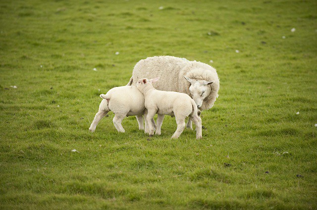 Saffron Road lamb is humanely-raised