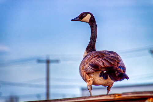 Goose On A Hot Tin Roof