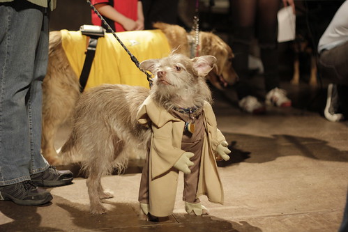 The Brooklyn Mutt Show: Star Trek dogs vs. Star Wars mutts
