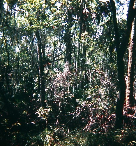 Welaka Nature Reserve swamp, FL