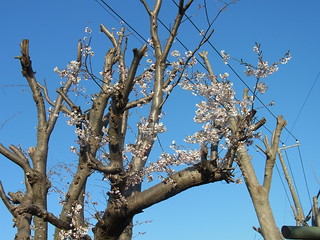 田喜野井霊園の桜