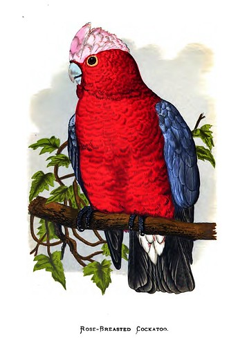 002-Parrots in captivity-1884- William Thomas Greene