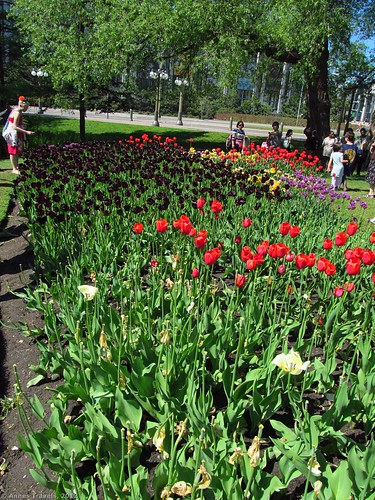 Tulip display in Major's Hill Park, Ottawa, Canada
