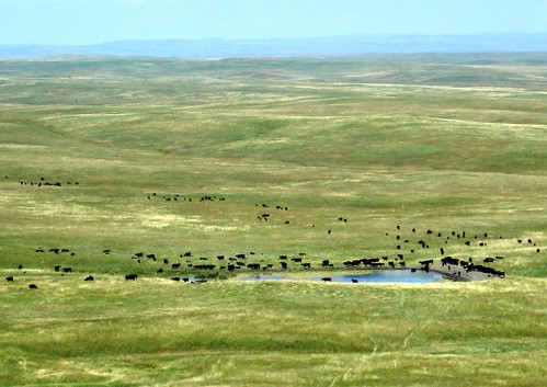 A herd of cattle gather around a stock pond on the vast Oglala National Grasslands.
