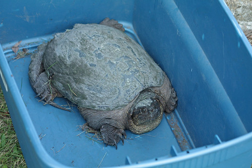 Snapping-Turtle-in-bin