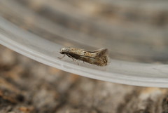 Elachistidae