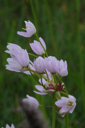 Allium roseum, Rosy Garlic