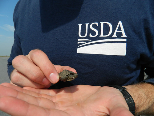 A USDA Wildlife Services biologist holds a newly hatched Diamondback terrapin (Malaclemys terrapin) rescued from a runway at John F. Kennedy (JFK) International Airport. Terrapin young emerge from their nests in spring.  Scavengers and raptors attracted to the young pose a safety hazard to aircraft. The biologists at JFK move the young back to the water to safety. Courtesy of Jenny Mastanuono.
