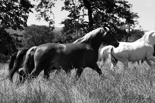 Duchess Horse Sanctuary