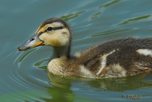 Duckling (Mallard) by pkefali