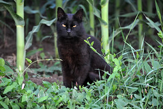 Cats & black cats