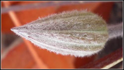  Clematis Bud