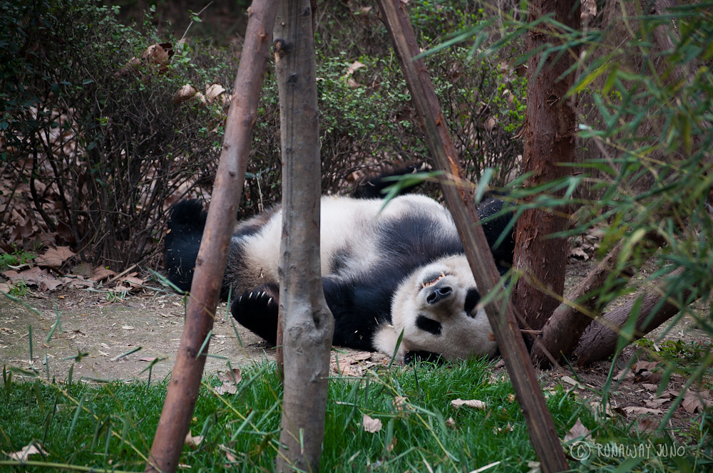 Sleeping_Panda_Chengdu_Sichuan_China
