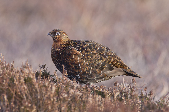 red grouse female