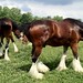 Clydesdales Grazing 9