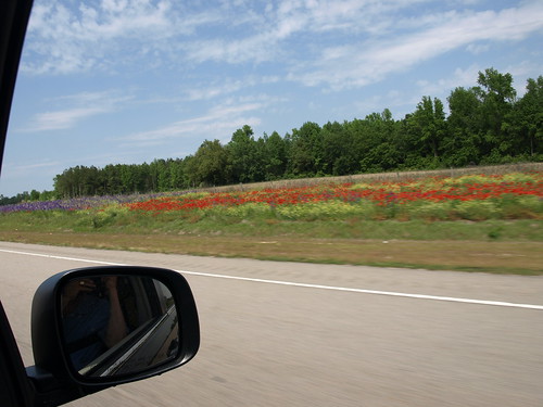 Wildflowers on I-795/US 264