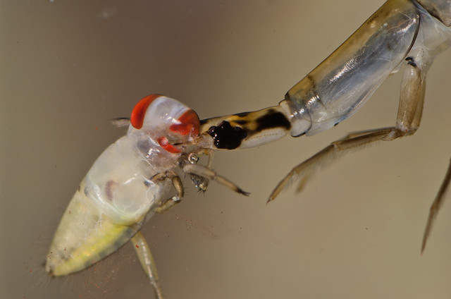 Lesser diving beetle larva Acilius eating Backswimmer Notonecta nymph 8