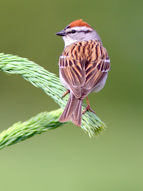 Chipping Sparrow 3-20120509