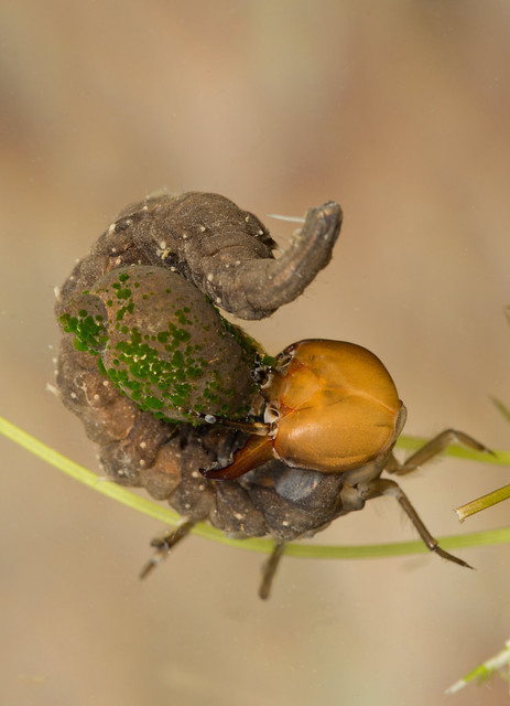 great silver water beetle larva eating wandering snail edited