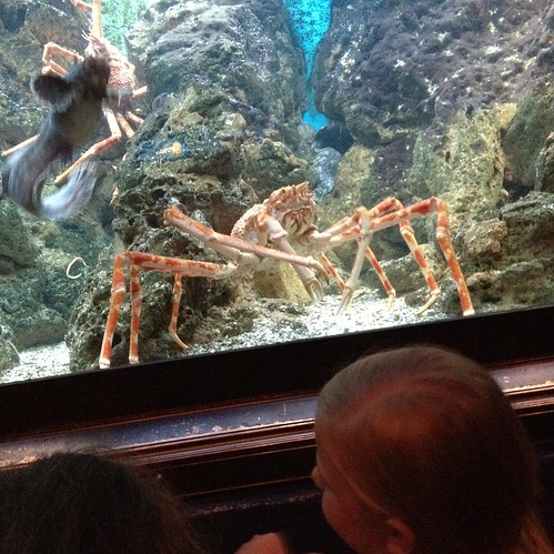 Shedd Aquarium - Gigantic Crab