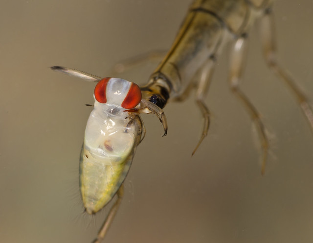 Lesser diving beetle larva Acilius eating Backswimmer Notonecta nymph 2_