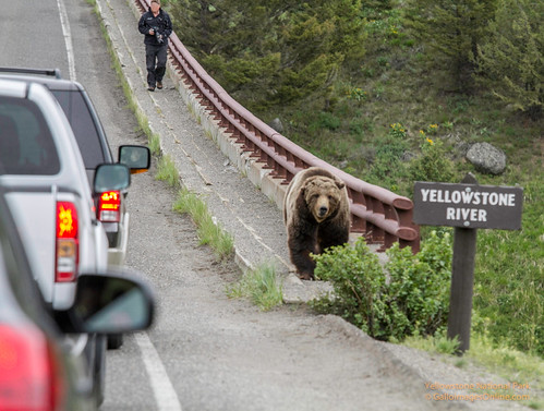 Grizzly crossing the Yellowstone River (1 of 1) by Mark/MPEG (Midwest Photography Enthusiasts Group)